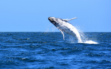 Gran salto de una ballena jorobada frente a las costas de Canoas de Punta Sal, Tumbes Perú.