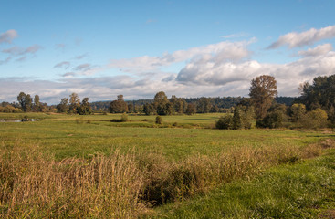 Fototapeta premium Greeen field with foreground grasses and blue sky 
