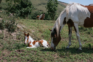 Mare and foal, mother and son pinto horses
