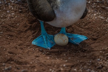 Blue footed booby