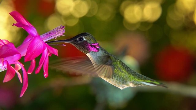 Slow motion footage of a female hummingbird taking off and chasing the male away from a pink flower