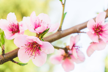 Pink cherry blossom twig close up over blue bokeh background banner