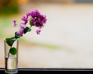 FLORES