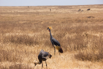 crowned cranes walking aroung in the african steppe on a sunny day