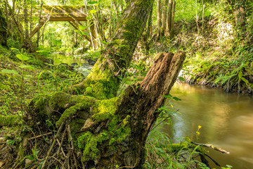 
Old tree with moss by the forest river