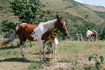 Mare and foal, mother and son pinto horses