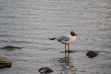 Black Headed Gull bird wading in water wildlife at sunset background