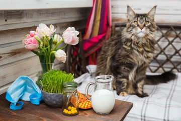 Grey Maine Coon cat sits on the bed. Animal health. Coronavirus disease in cats and animals . Respiratory protection. Table with pills, milk, blue medical mask, grass. Horizontal frame. Look in camera