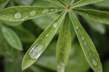Fresh morning dew droplets forming on a leaf. Water drops collecting on green leaf background
