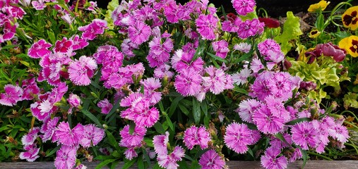 Purple Dianthus