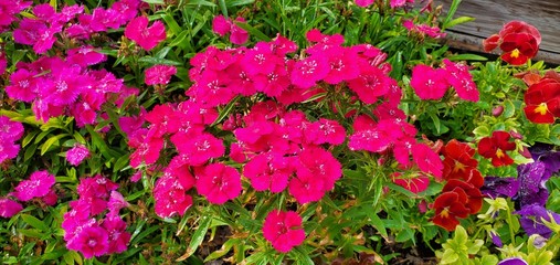Red Dianthus