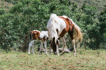 Fototapeta na wymiar Mare and foal, mother and son pinto horses