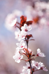 Blooming pink and white cherry branches and the blue beautiful sky