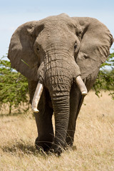 Fototapeta na wymiar African Elephant, walking in the arid grasslands of the Maasai Mara, Kenya