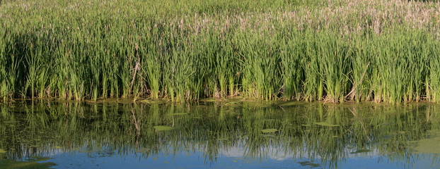 Reeds and tall grass in shallow water. Nature and environmental wetland habitat background