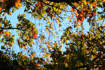 autumn leaves background; sky sunlight branches oak tree