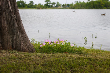 Morning glory flowers 