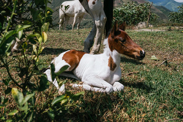 Mare and foal, mother and son pinto horses