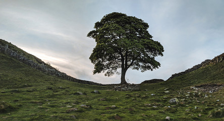 Sycamore Gap, the iconic tree on Hadrian's Wall, Northumberland, UK