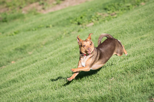 Chorkie, chihuahua / yorkie, running in the grass having fun in the sun.
