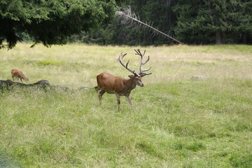 Wild deer stag standing calmly on meadow. Male Red Deer. Mature Red Deer Stag.