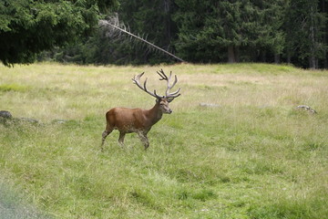 Wild deer stag standing calmly on meadow. Male Red Deer. Mature Red Deer Stag.