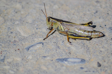 Grass hopper insect macro close up of a bug background