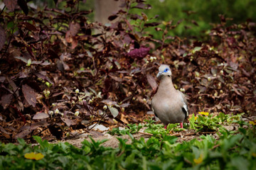 Obraz premium bird in the grass