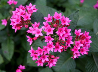 Beautiful Pink Pentas flowers at full bloom
