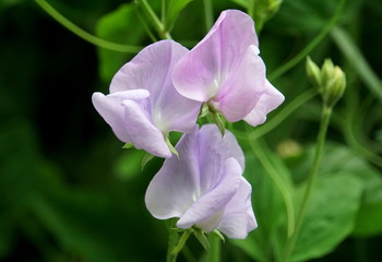 Beautiful purple flower of the sweet pea plant