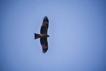 eagle in flight