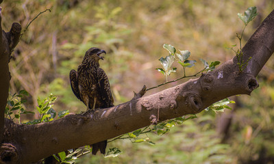 red tailed hawk perched