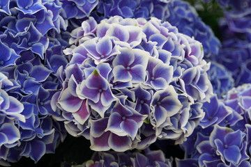 Beautiful blue flowers of Bigleaf Hydrangea Tivoli