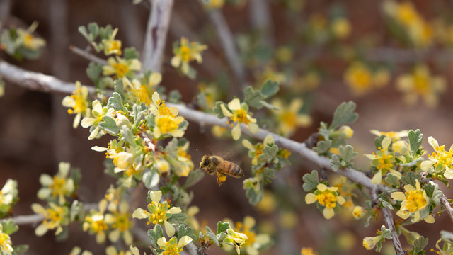 A honey bee hovers in front of a yellow flower on a cliffrose bush in the desert of Southern Utah while it gathers nectar and pollen. 