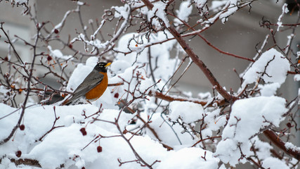 American Robin (Turdus migratorius) perched on a snow covered branch in a tree. Beautiful fresh fallen snow in a tree winter background. Robin bird eating berries and resting wallpaper