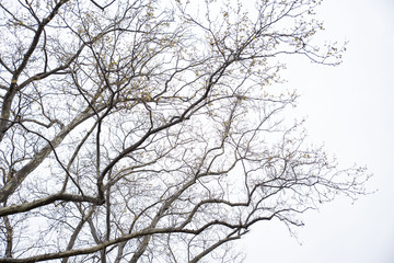 Fototapeta na wymiar Sakura tree branches with cherry blossoms and blue sky background