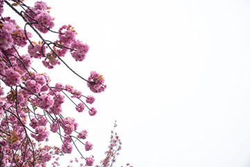 Obraz premium Sakura tree branches with cherry blossoms and blue sky background