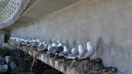 Line of Nesting Seagulls on a Concrete Ledge. Many Gulls Perched on a Bridge Overhang. Large...