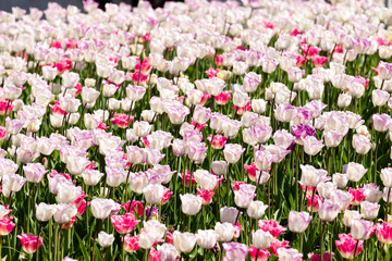 Fototapeta premium field of pink and white tulips