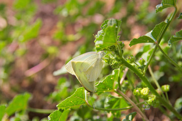 Obraz premium Close-up of some cabbage butterflies (Pieris brassicae)
