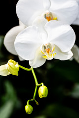 Fototapeta na wymiar white orchid on black background