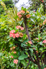 flowers in the garden