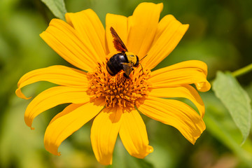 bee on yellow flower
