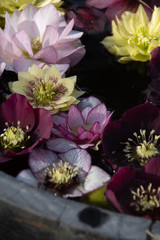 A flower arrangement of Christmas roses floating in a bowl of water.   Vancouver BC Canada
