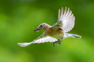 Eastern Bluebird with Insect