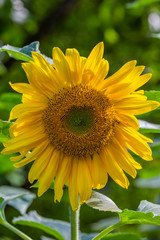 Fototapeta premium sunflower on a green background