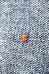 A dangerous parasite and infection carrier mite