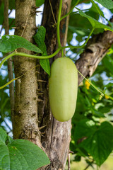 papaya fruit on tree