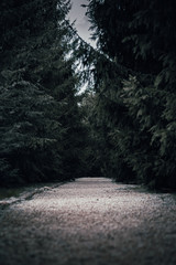 
Dark expensive with Christmas trees