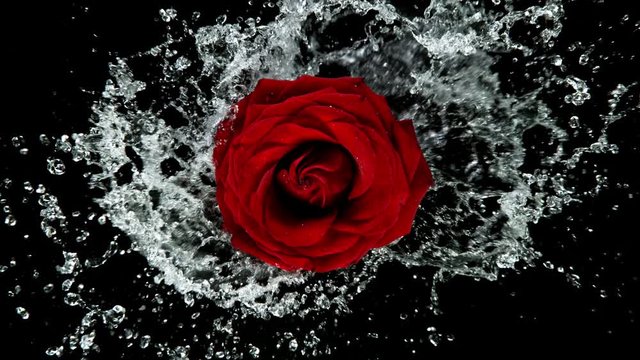 Beautiful red rose bloom rotation with water splash. Super slow motion shot at 1000 fps